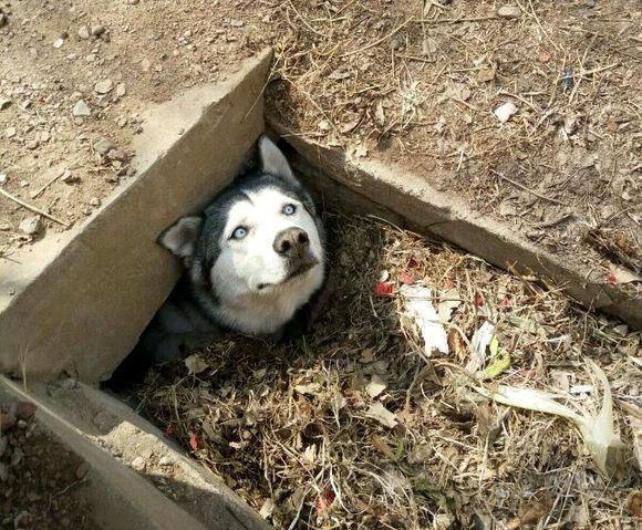 铲屎官稍微不注意 犯二的哈士奇就卡在一个洞里