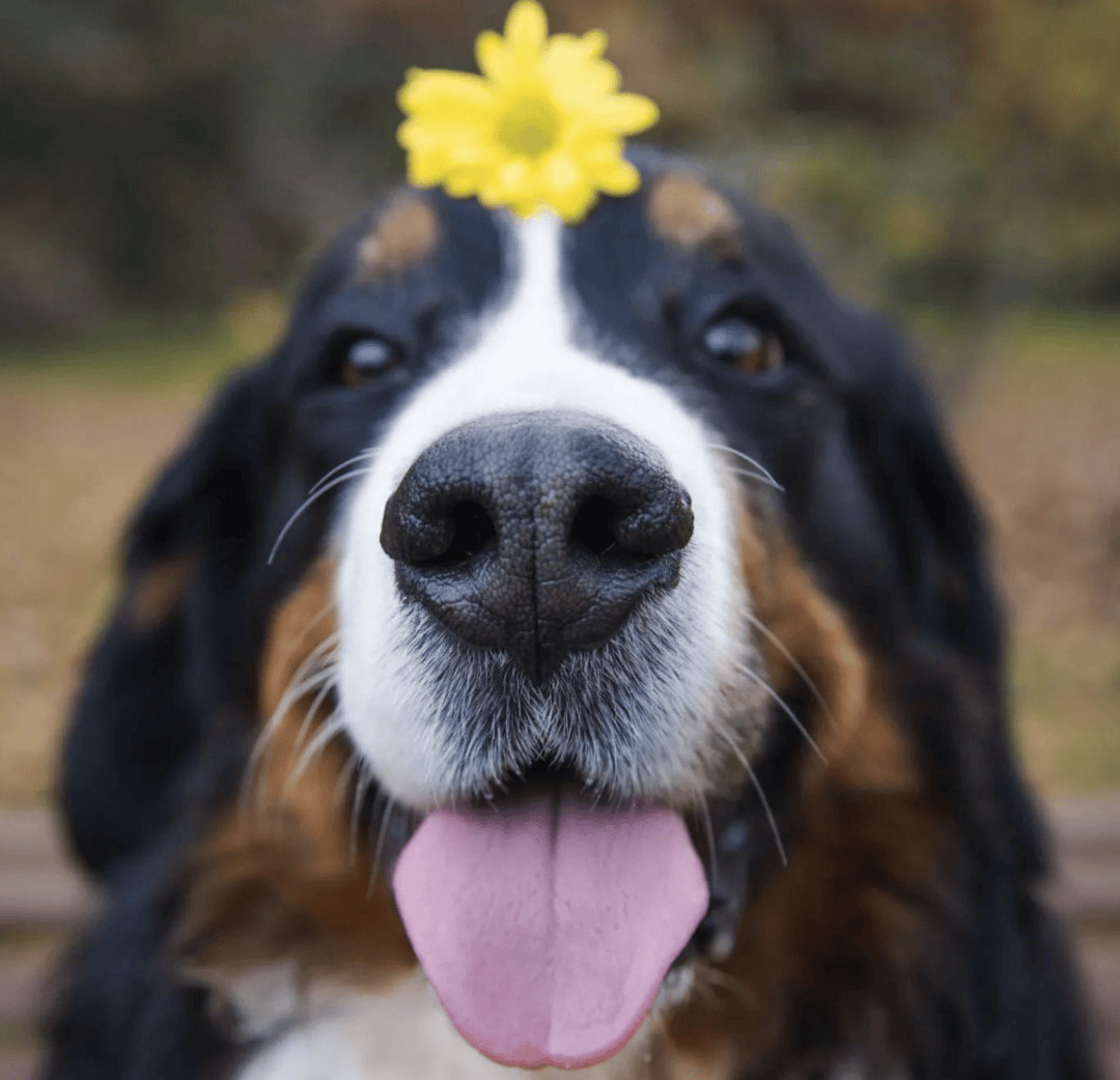 伯恩山犬 | 温柔爱撒娇的大个子！