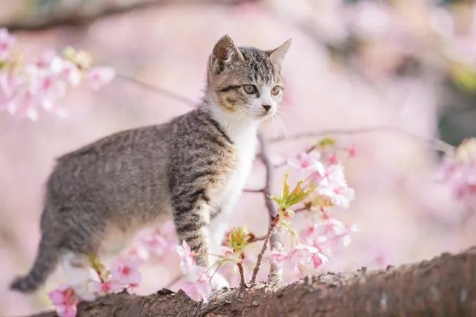 日本推主拍下了小奶猫赏樱的画面，网友们的心都被暖化了