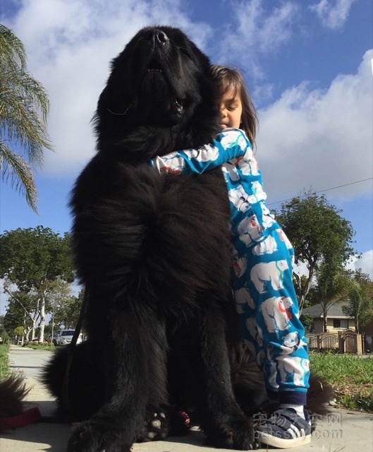 夫妻养了两条体型硕大的纽芬兰犬 它们很好地成为小朋友的保姆