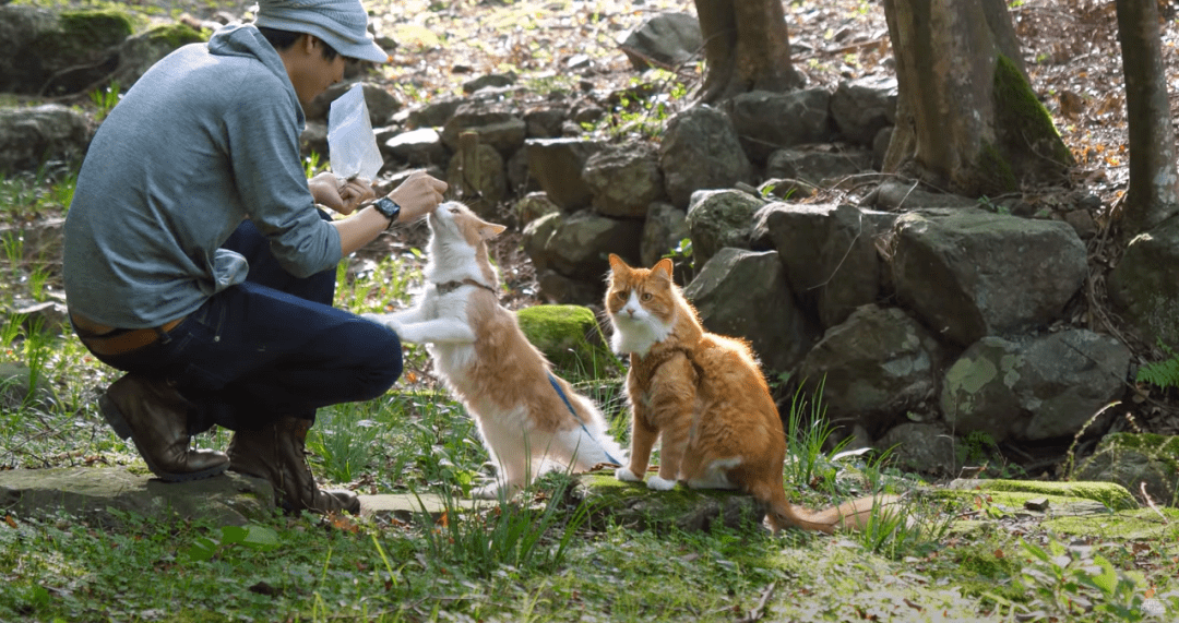 教猫做菜？日本美食博主靠猫爆红吸粉470w！