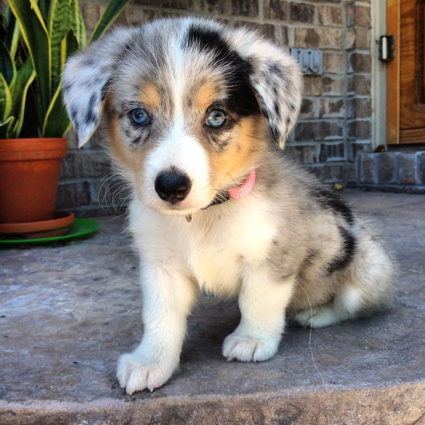 Corgi + Australian Shepherd