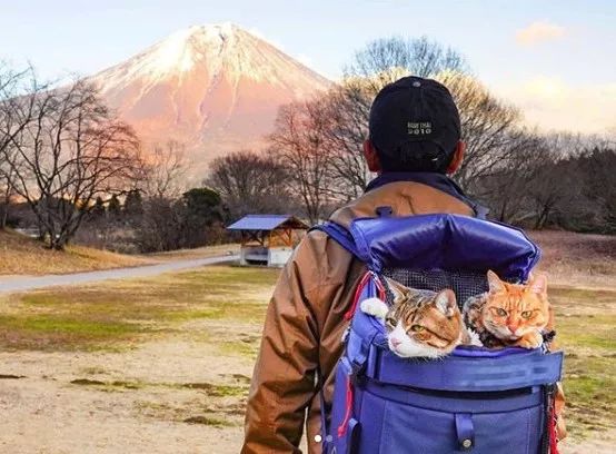 夫妇花了8年时间带着两只猫走遍日本，拍了一部旅猫日记火遍ins!