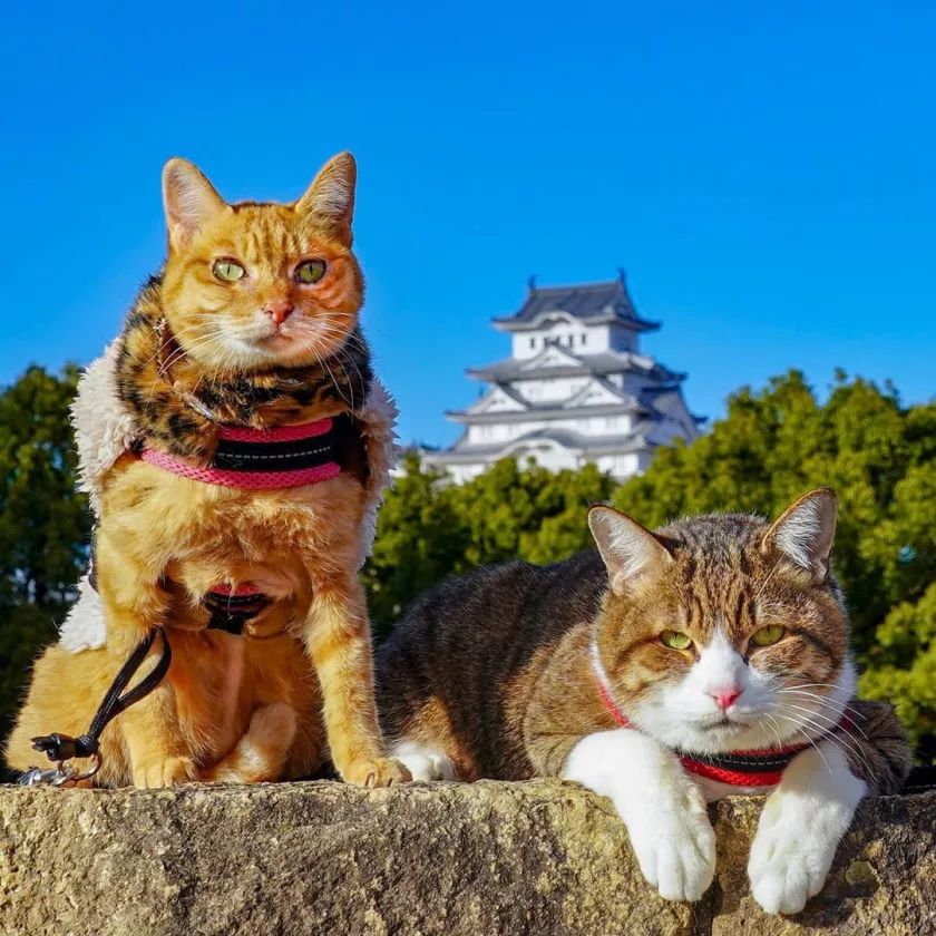 夫妇花了8年时间带着两只猫走遍日本，拍了一部旅猫日记火遍ins!