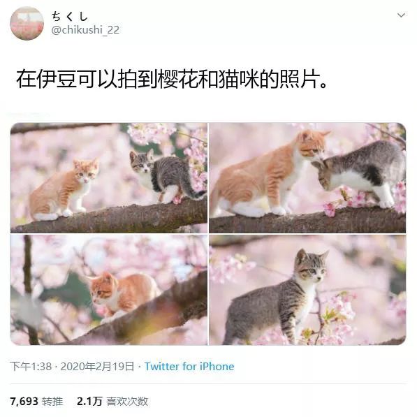 日本推主拍下了小奶猫赏樱的画面，网友们的心都被暖化了