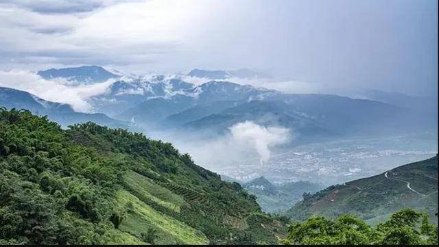 世界最神秘的鸟”海南鳽现身哀牢山 比大熊猫还要稀少