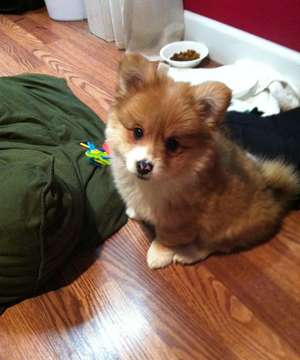 Corgi + Pomeranian