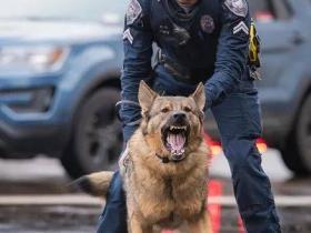 凶猛警犬下班之后，居然爱在家带孩子，主人：它比妈妈还温柔！