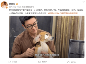 杜江霍思燕捡到一条被用于试验的比格犬，背后故事感动网友