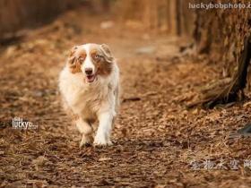 为一只澳大利亚牧羊犬和她的宝贝摄影