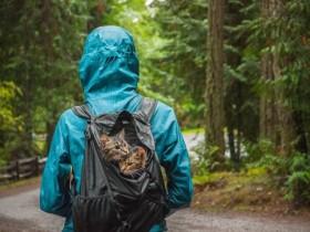 两只猫咪被遗弃在公园里 好心人带着它们来了一场旅行