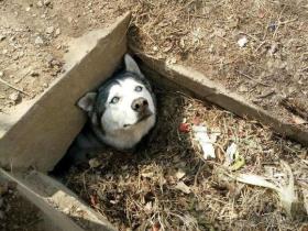 铲屎官稍微不注意 犯二的哈士奇就卡在一个洞里