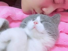 关于买猫养猫和最可怕的猫腹水猫传腹！必看